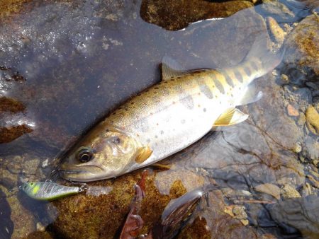 渓流ミノーイング